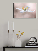 Anemone Nemorosa Poster och Canvastavla