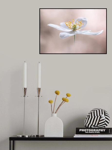Anemone Nemorosa Poster och Canvastavla
