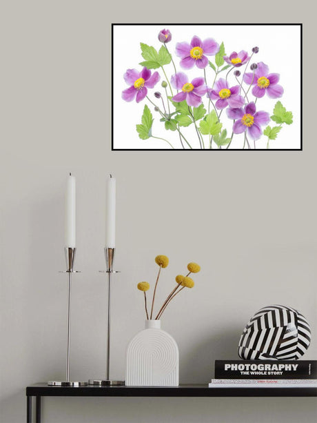 Anemone 'Hadspen Abundance' Poster och Canvastavla