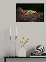 Take a peek Poster och Canvastavla