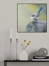 Splendid fairy wren Poster och Canvastavla