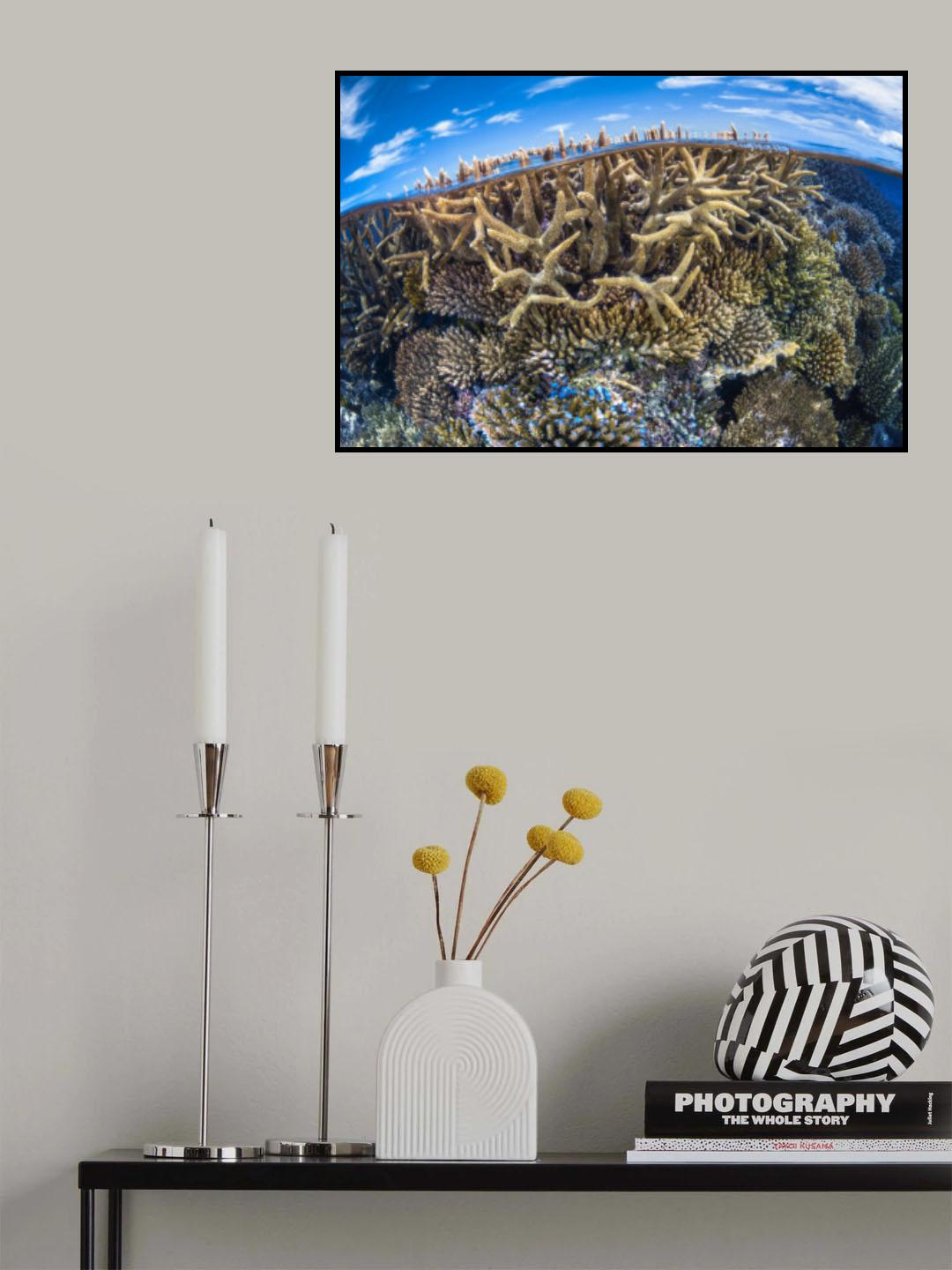 Split level with coral reef Poster och Canvastavla