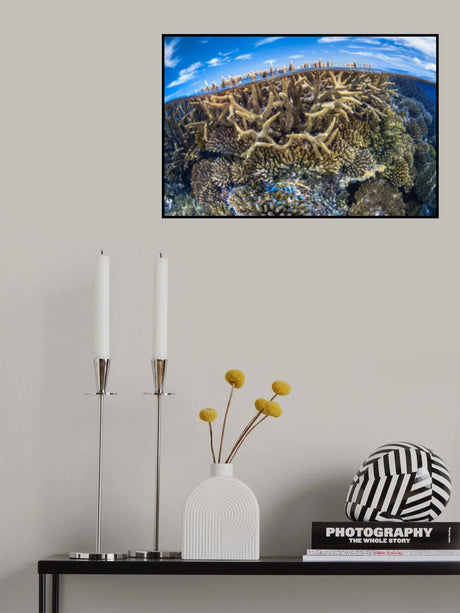 Split level with coral reef Poster och Canvastavla