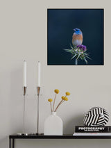 Sitting on purple flower Poster och Canvastavla