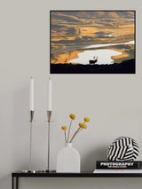 Reindeer in Swedish landscape Poster och Canvastavla