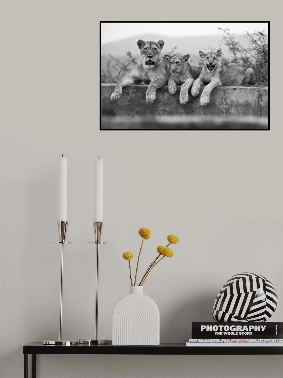 Lions Poster och Canvastavla
