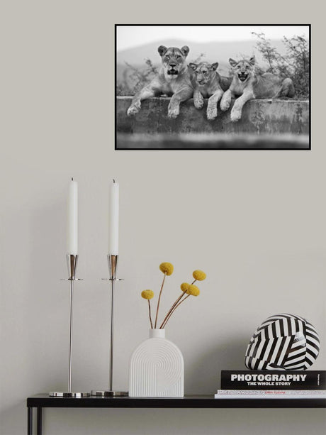 Lions Poster och Canvastavla