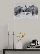 Elephant "Tai Chi" Poster och Canvastavla