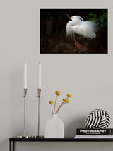 Snowy Egret Poster och Canvastavla