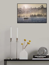 Reindeers - North of Russia Poster och Canvastavla