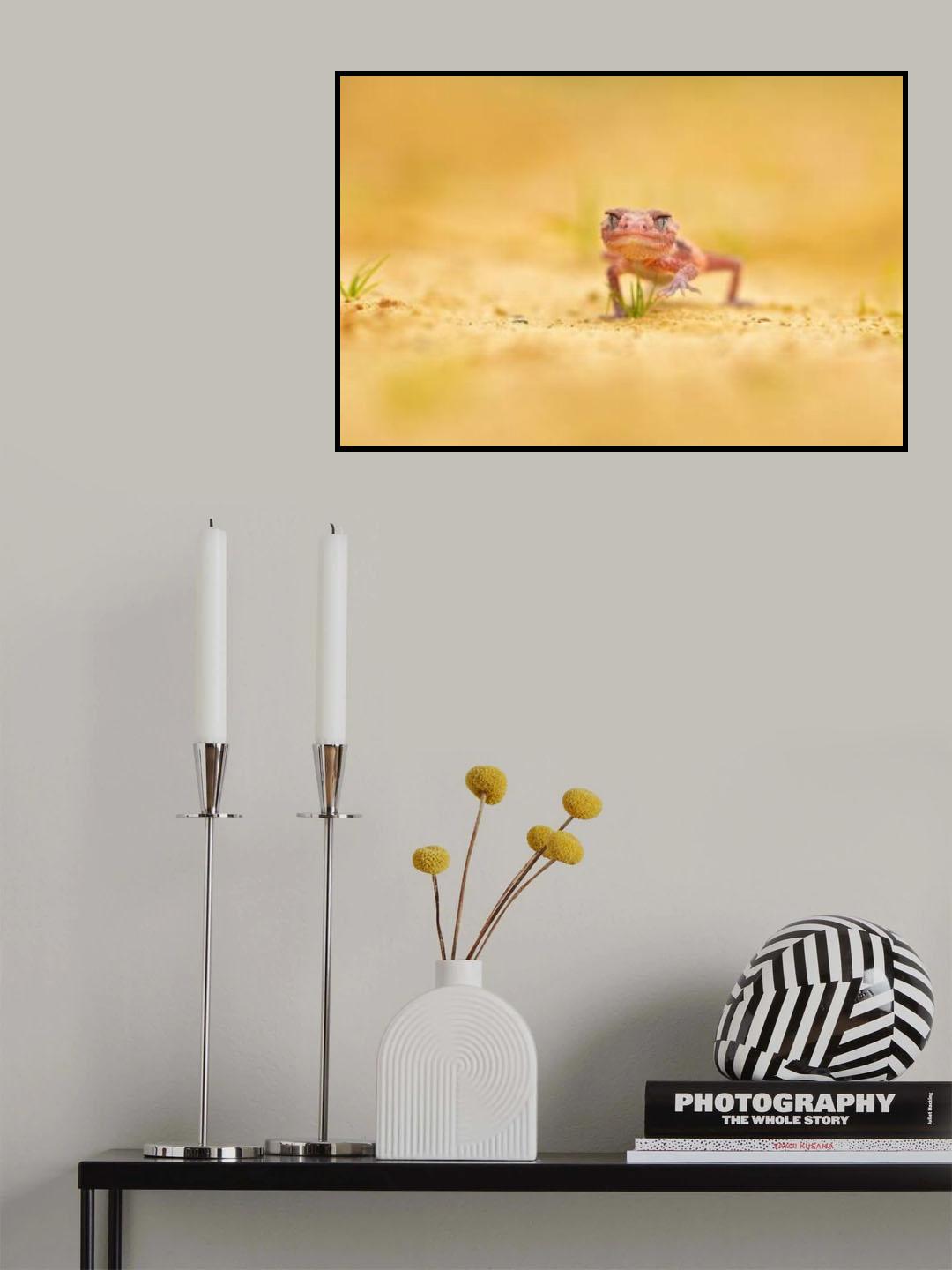 Banded knob-tailed gecko Poster och Canvastavla