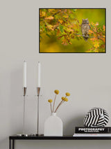 European Scops Owl Poster och Canvastavla
