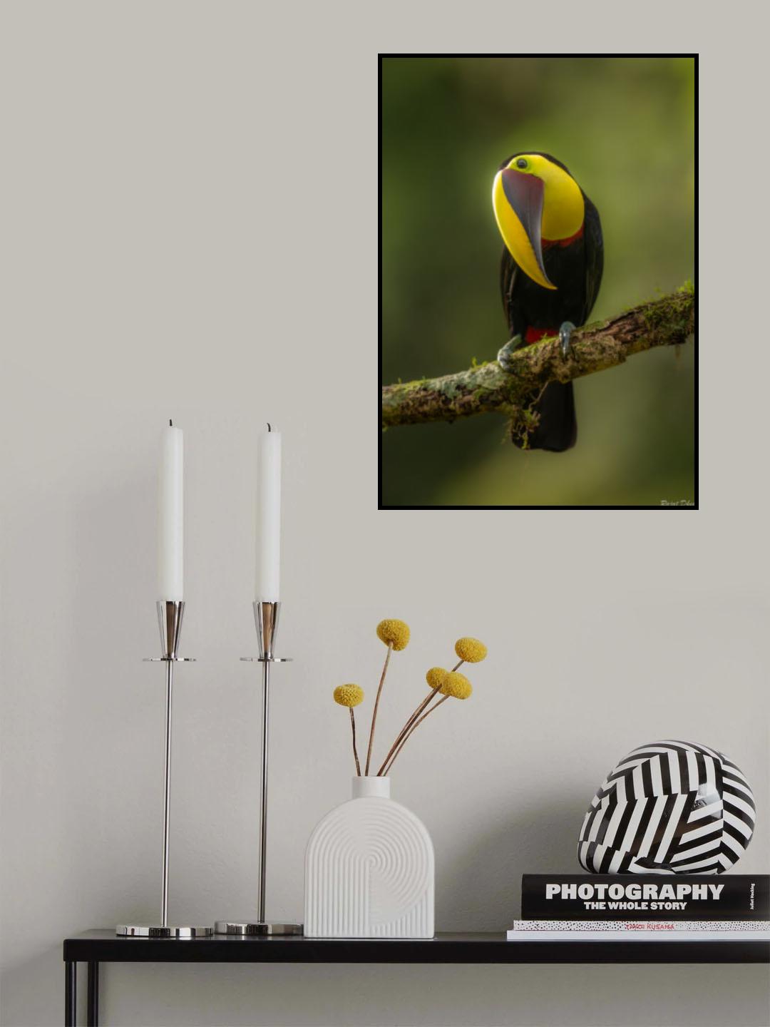 Chestnut Mandibled Toucan Poster och Canvastavla