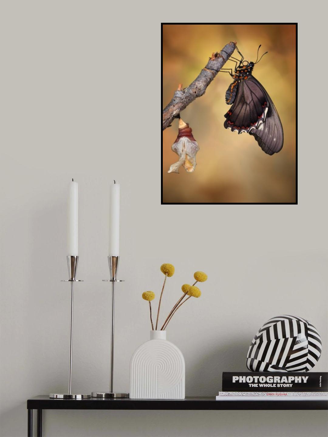 Birth of a swallowtail Poster och Canvastavla