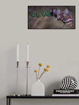 Metamorphosis Poster och Canvastavla