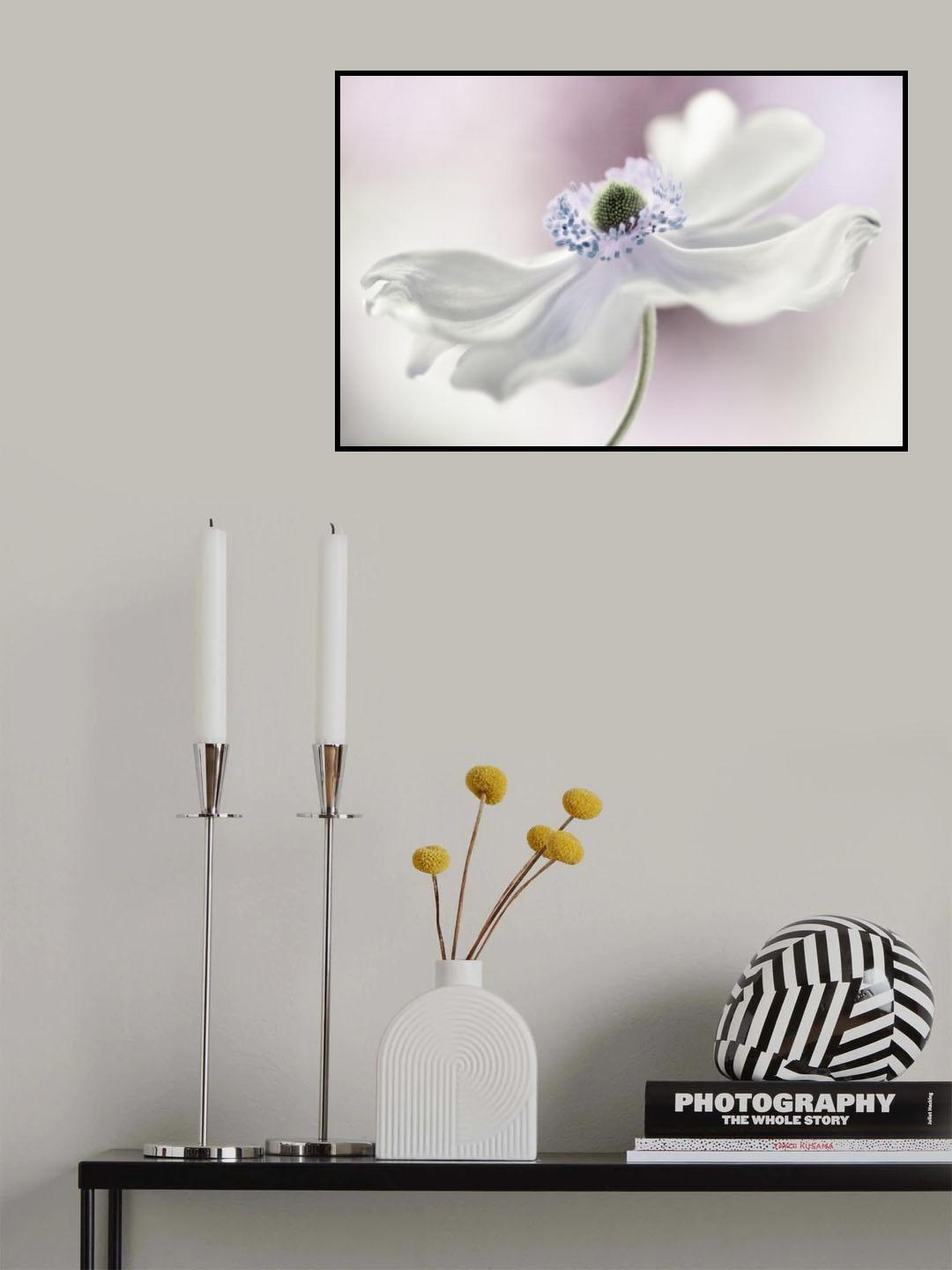 Anemone breeze Poster och Canvastavla