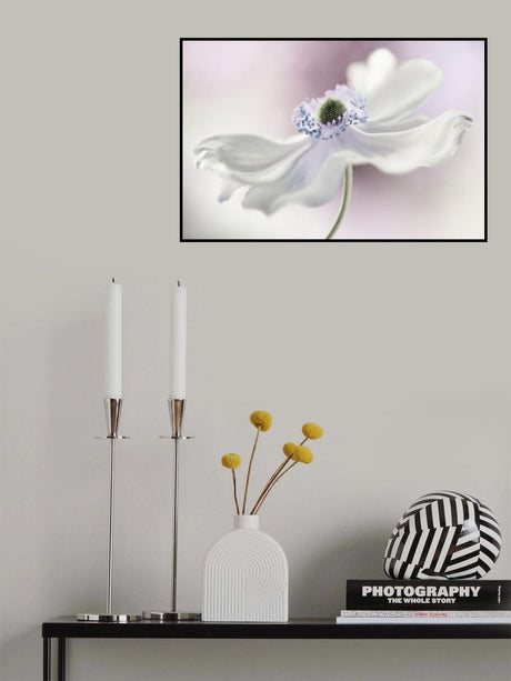 Anemone breeze Poster och Canvastavla