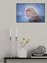 Snow Monkey Poster och Canvastavla