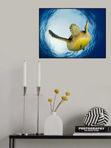 Green Turtle in Snells Window Poster och Canvastavla