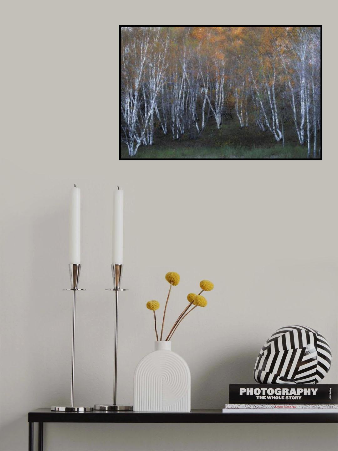 Autumn of white birch Poster och Canvastavla