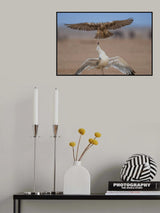 The life of a seagull Poster och Canvastavla