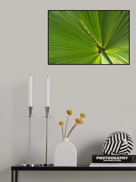 Fan Palm Leaves Photo 01 Poster och Canvastavla