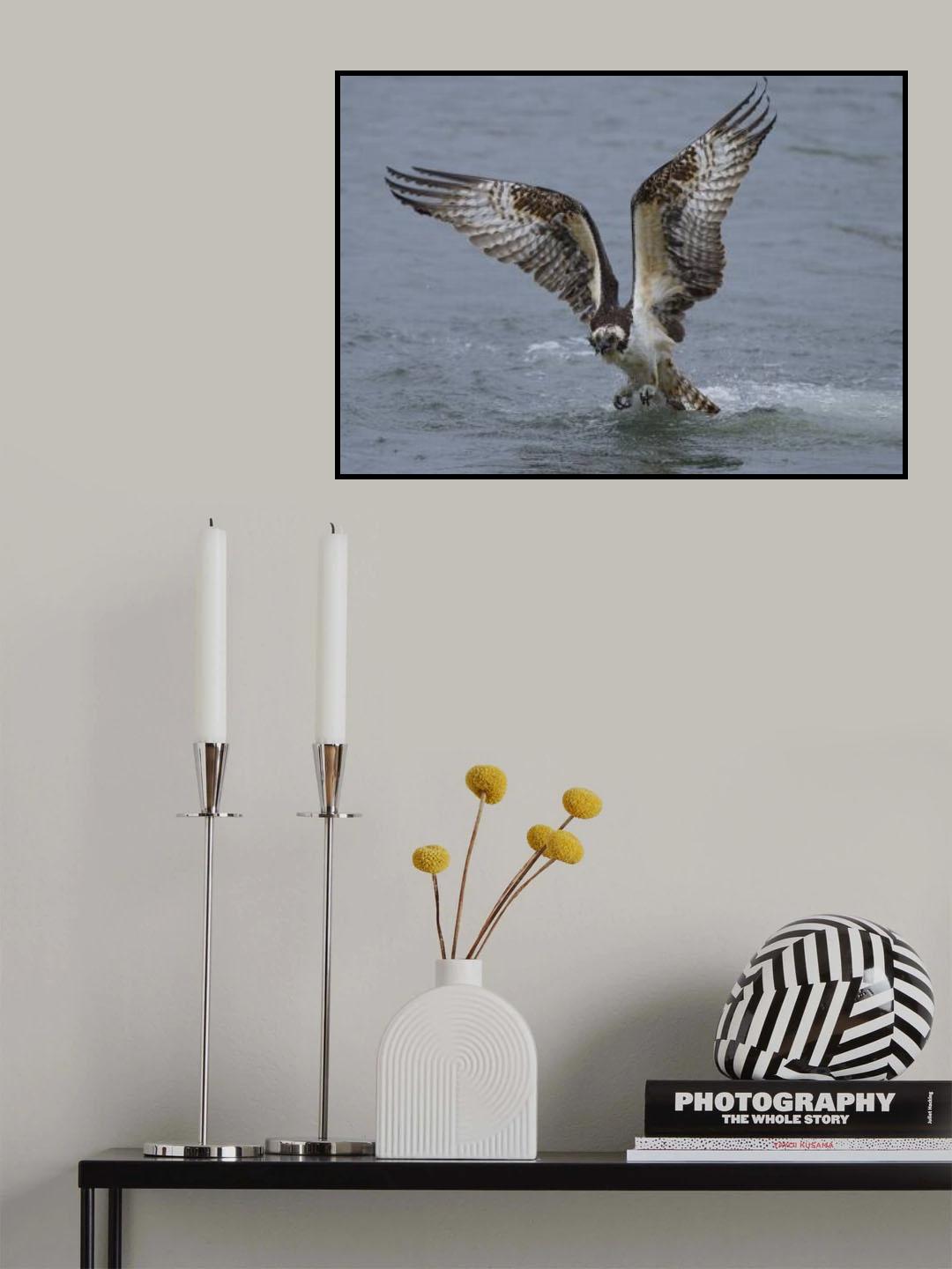 Osprey Poster och Canvastavla