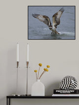 Osprey Poster och Canvastavla