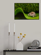 Spider 2 Poster och Canvastavla