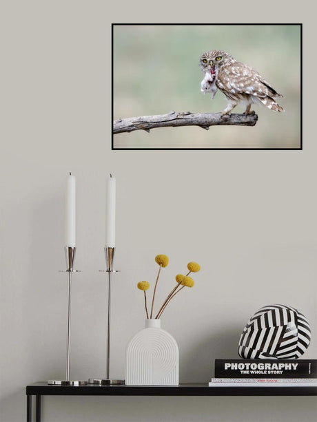Little Owl Poster och Canvastavla