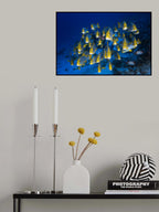 Oriental Sweetlips Poster och Canvastavla