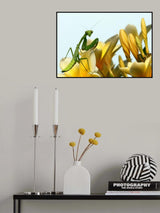 Pray for prey Poster och Canvastavla