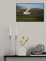 Speedy Bird Poster och Canvastavla