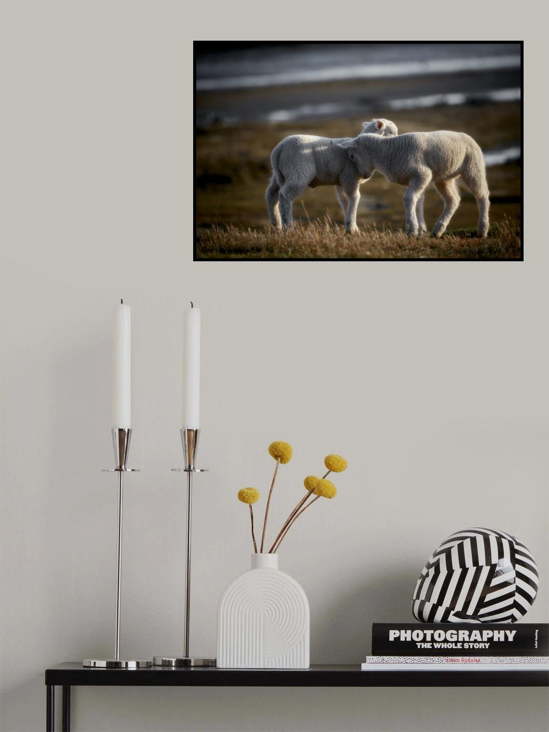 Lamb Friends Poster och Canvastavla