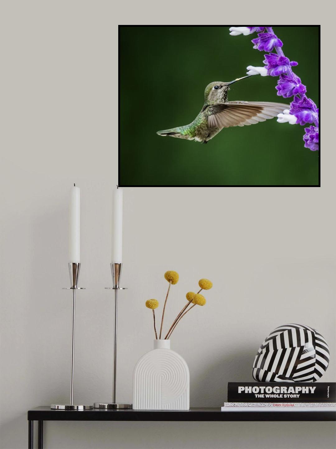 Black-chinned Hummingbird Poster och Canvastavla