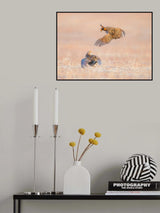 Greater Prairie Chicken Poster och Canvastavla