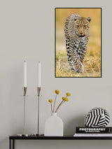 leopard Poster och Canvastavla
