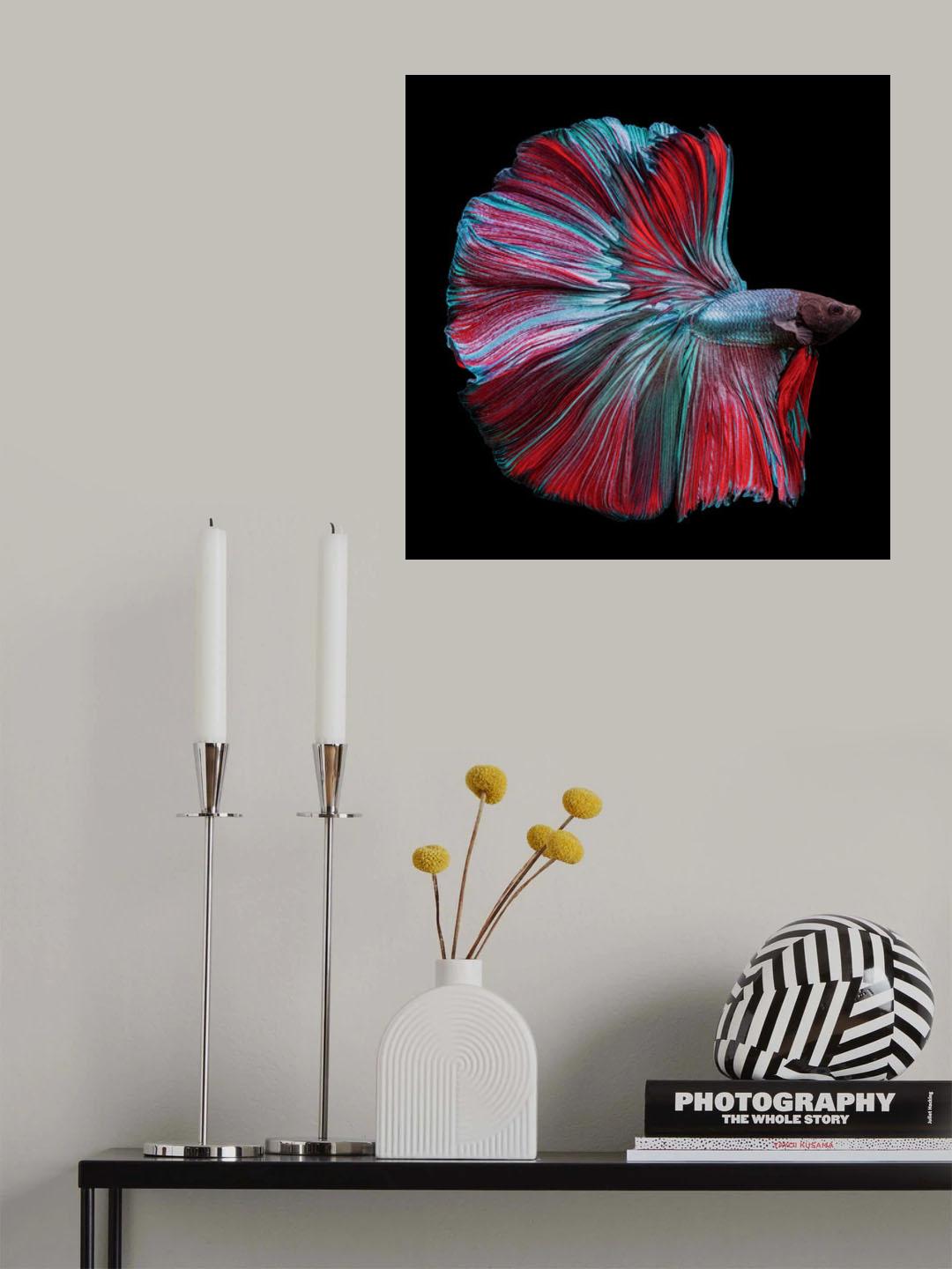 Betta Fish Red and Blue Poster och Canvastavla