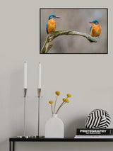 The Common Kingfisher, alcedo atthis Poster och Canvastavla