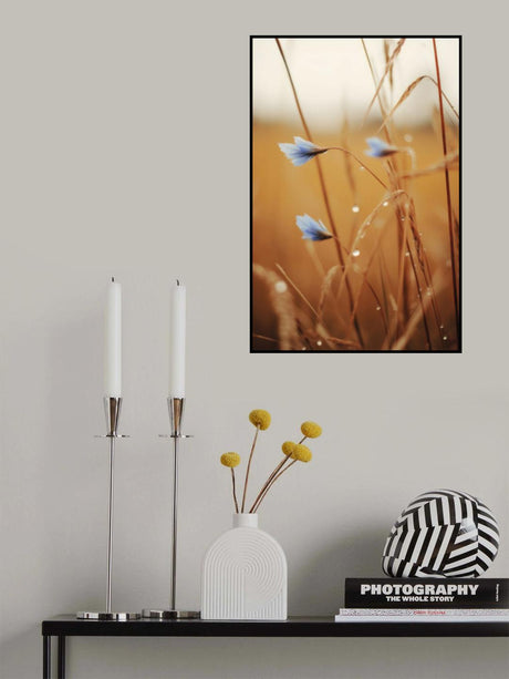 Blue Corn Flowers Poster och Canvastavla