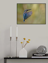 Common Kingfisher Poster och Canvastavla