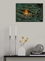 Nemo Poster och Canvastavla