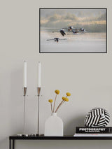 Greater Flamingos Poster och Canvastavla