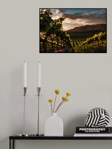 Vineyards Poster och Canvastavla