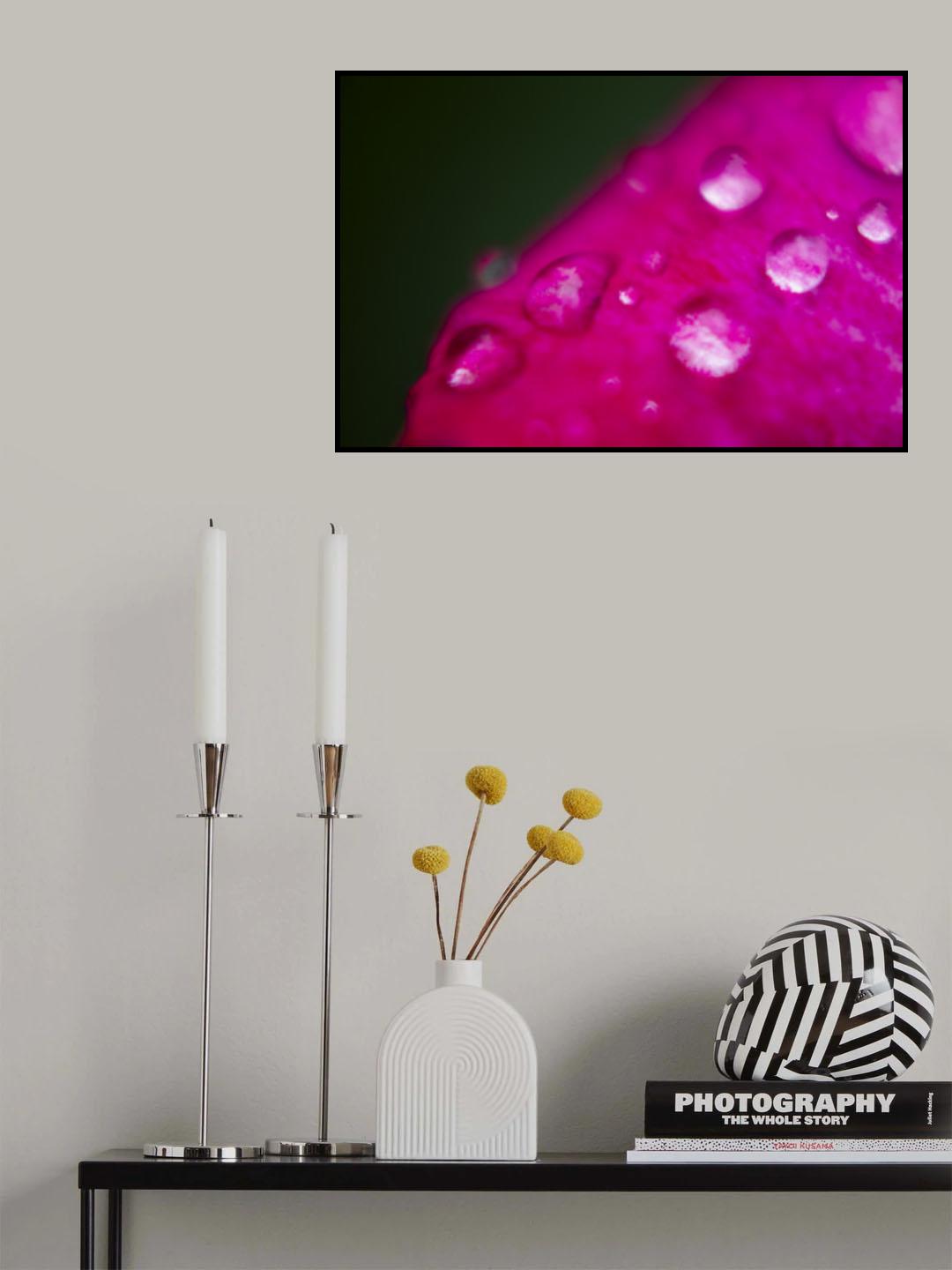 rose petal and water drops Poster och Canvastavla