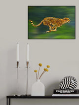 Cheetah Full Sprint Poster och Canvastavla