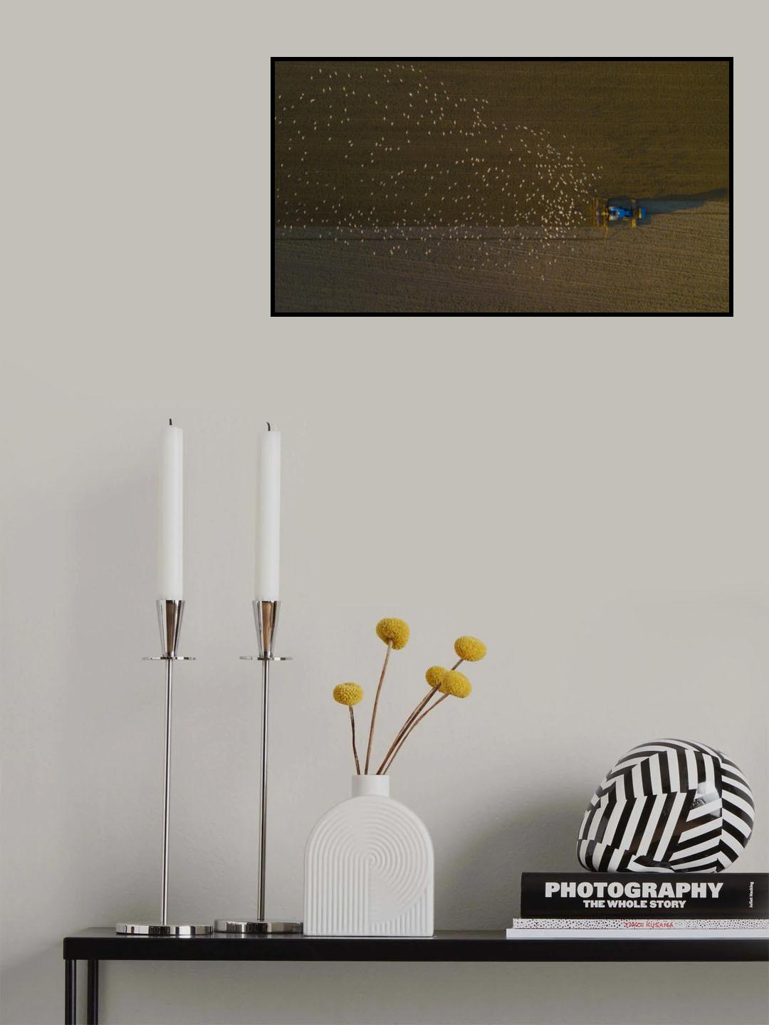 Hungry birds following tractor Poster och Canvastavla