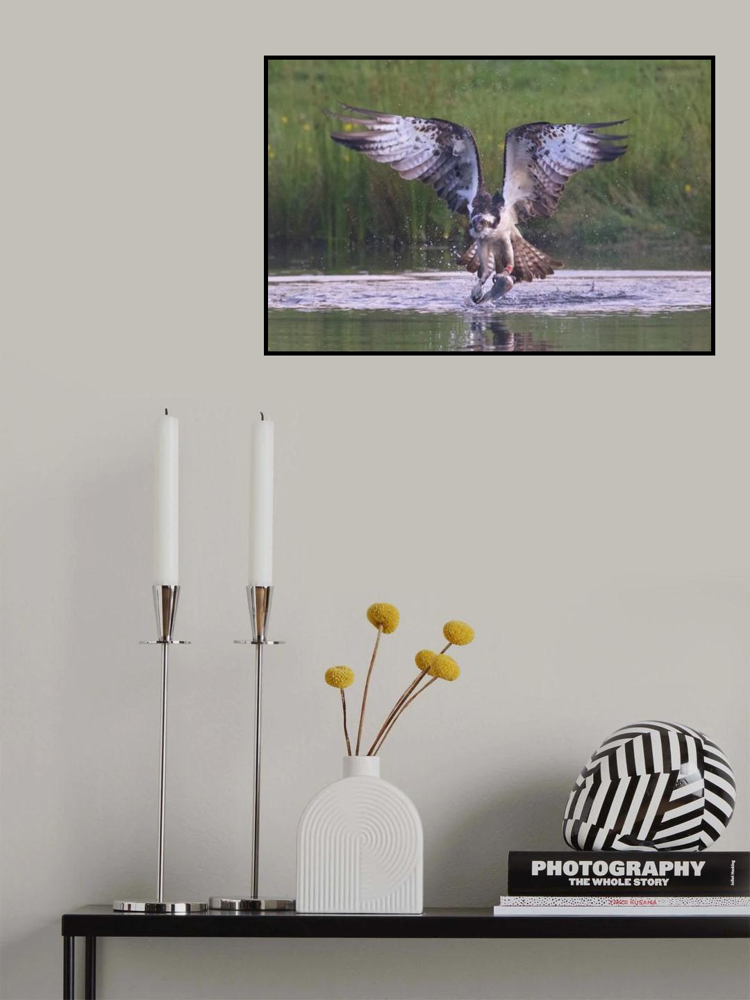 Osprey Poster och Canvastavla