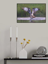 Osprey Poster och Canvastavla