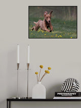 He is flying Poster och Canvastavla